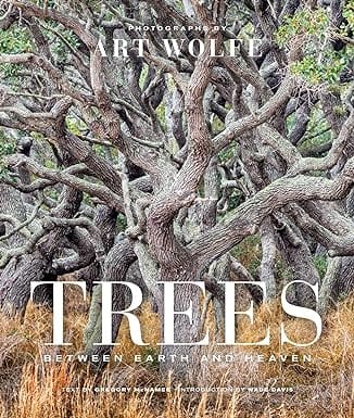 Trees Between Earth And Heaven