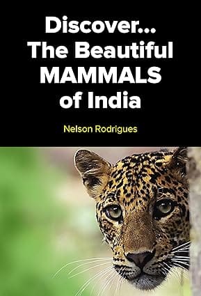 Discover The Beautiful Mammals Of India
