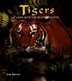 Tigers A Look Into The Glittering Eye