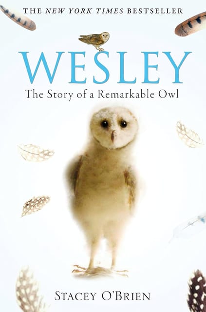 Wesley The Story Of A Remarkable Owl