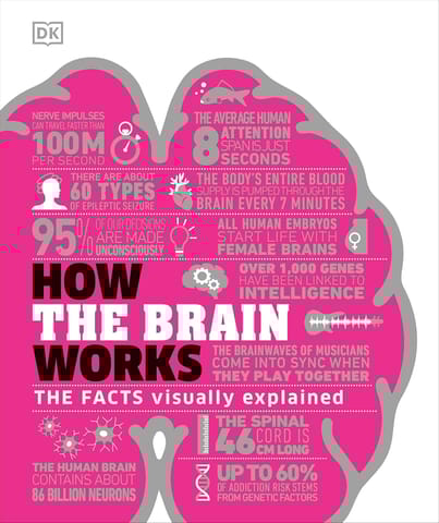 How The Brain Works The Facts Visually Explained