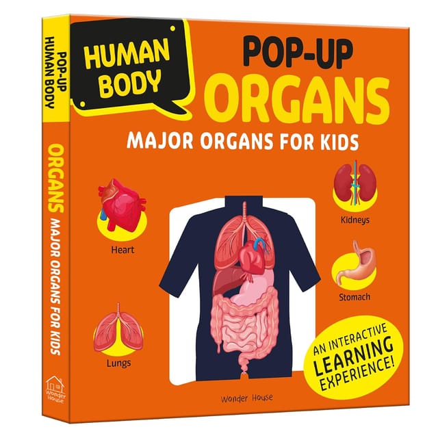 Human Body Pop-up Organs Major Organs For Kids